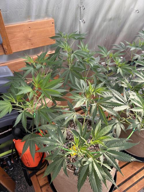GrapeGod - Summer 2026. Week 13 - GrapeGod #1 - Day 91
