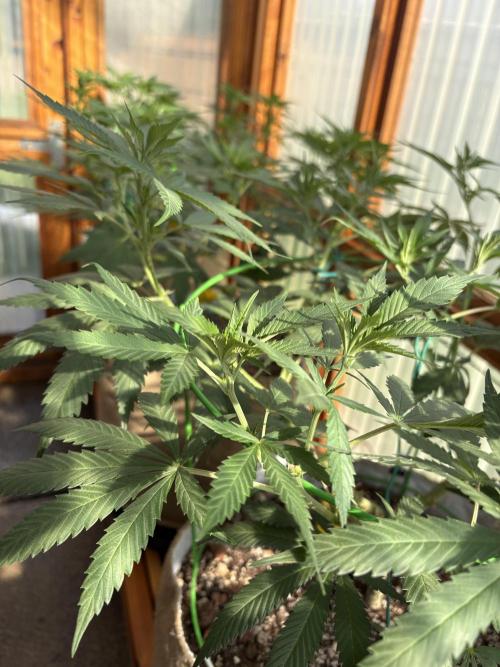 Purple Romulan - Summer 2026. Week 14 - Greenhouse Front Bench - Day 92