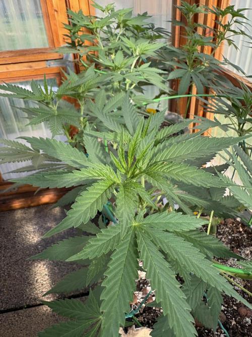 Purple Romulan - Summer 2026. Week 14 - Purple Romulan #2 - Day 92