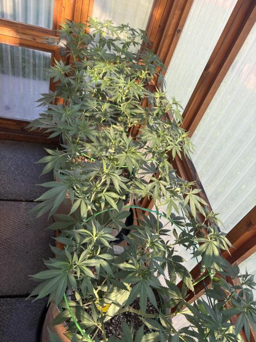 Purple Romulan - Summer 2026. Week 14 - Greenhouse Front Bench - Day 95