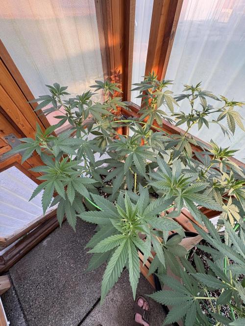 Purple Romulan - Summer 2026. Week 14 - Purple Romulan #1 - Day 96
