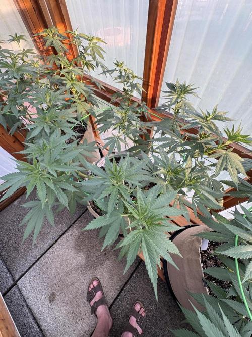 Purple Romulan - Summer 2026. Week 14 - Purple Romulan #2 - Day 96