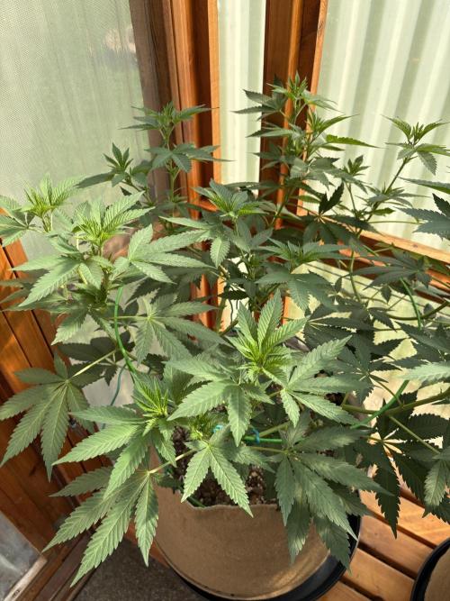 Purple Romulan - Summer 2026. Week 14 - Purple Romulan #1 - Day 98