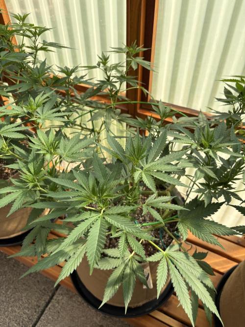 Purple Romulan - Summer 2026. Week 14 - Purple Romulan #2 - Day 98