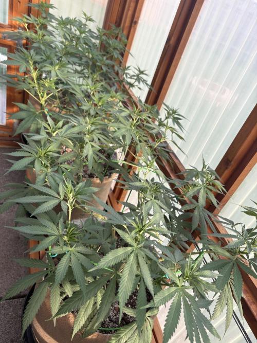 Purple Romulan - Summer 2026. Week 14 - Greenhouse Front Bench - Day 98