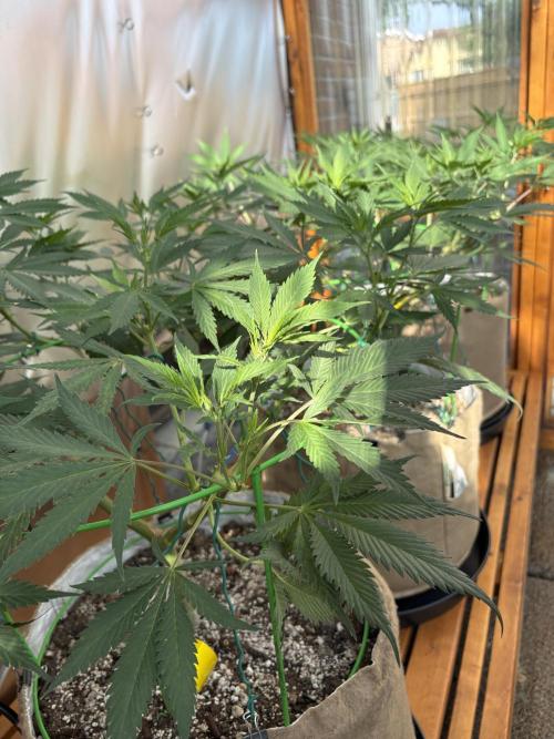 GrapeGod - Summer 2026. Week 14 - Greenhouse Back Bench - Day 92