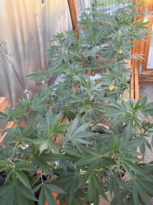 GrapeGod - Summer 2026. Week 14 - Greenhouse Back Bench - Day 95