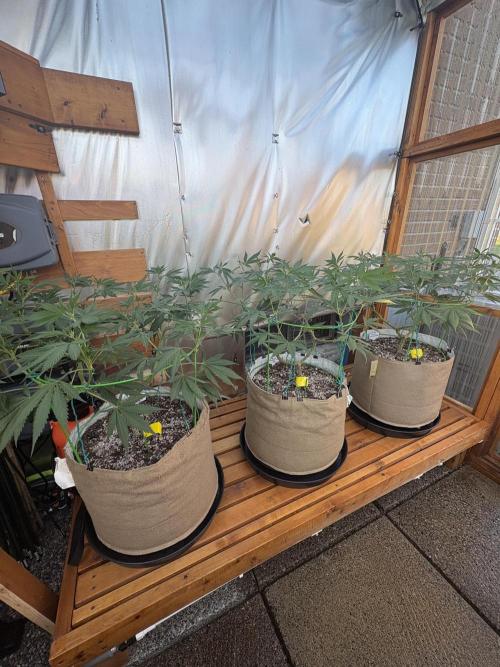 GrapeGod - Summer 2026. Week 14 - Greenhouse Back Bench - Day 95