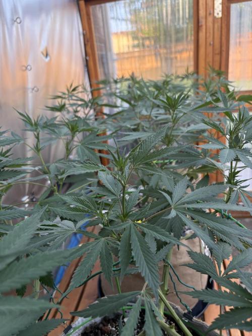 GrapeGod - Summer 2026. Week 14 - Greenhouse Back Bench - Day 95