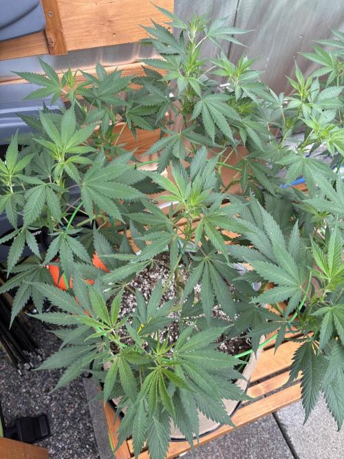 GrapeGod - Summer 2026. Week 14 - GrapeGod #1 - Day 97