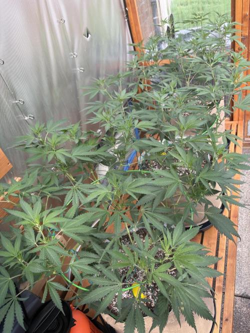 GrapeGod - Summer 2026. Week 14 - Greenhouse Back Bench - Day 98