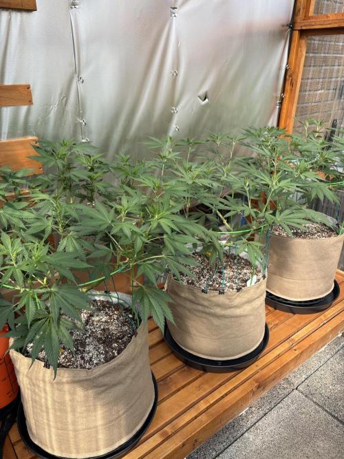 GrapeGod - Summer 2026. Week 14 - Greenhouse Back Bench - Day 98