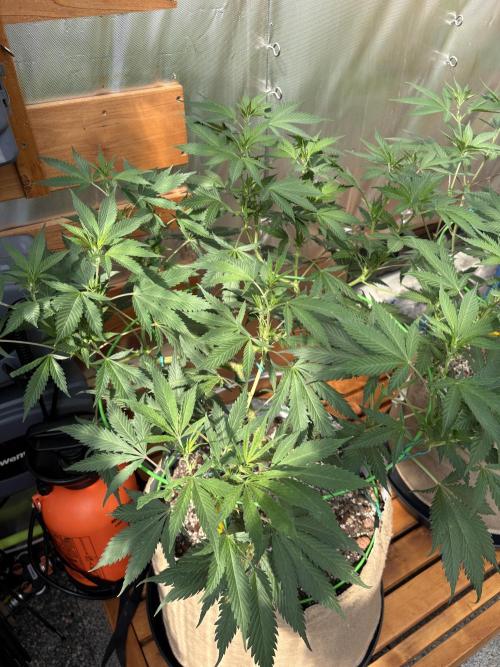 GrapeGod - Summer 2026. Week 14 - GrapeGod #1 - Day 98