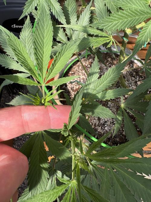 GrapeGod - Summer 2026. Week 14 - GrapeGod #1 - Day 98 - Leaf Deformity