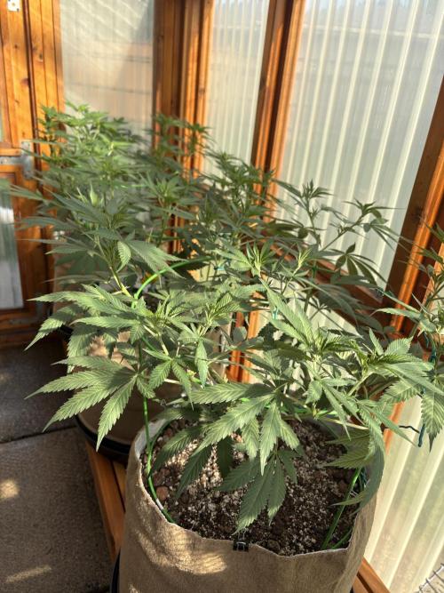 Blue Dynamite - Summer 2026. Week 14 - Greenhouse Front Bench - Day 92