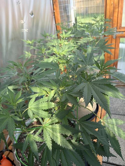 Blue Dynamite - Summer 2026. Week 14 - Greenhouse Back Bench - Day 94