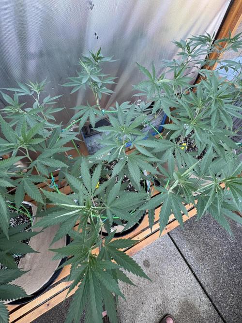 Blue Dynamite - Summer 2026. Week 14 - Blue Dynamite #2 - Day 96