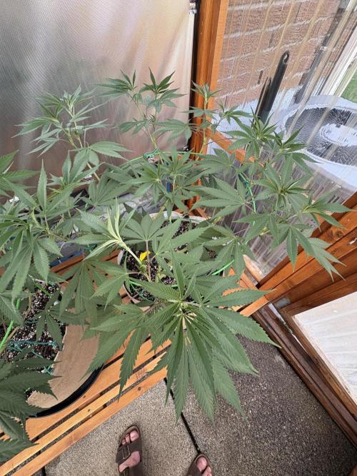 Blue Dynamite - Summer 2026. Week 14 - Blue Dynamite #1 - Day 96