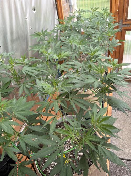 Blue Dynamite - Summer 2026. Week 14 - Greenhouse Back Bench - Day 97
