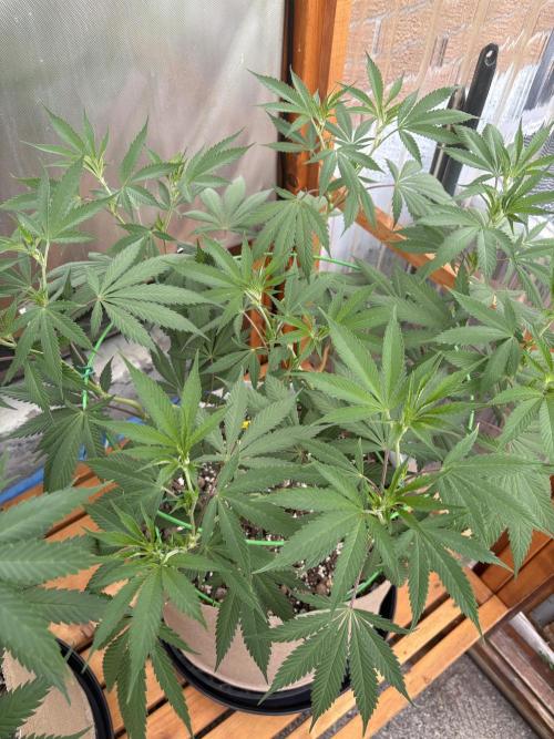 Blue Dynamite - Summer 2026. Week 14 - Blue Dynamite #1 - Day 97