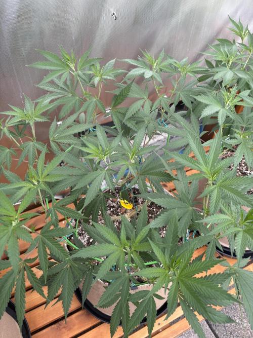 Blue Dynamite - Summer 2026. Week 14 - Blue Dynamite #2 - Day 97
