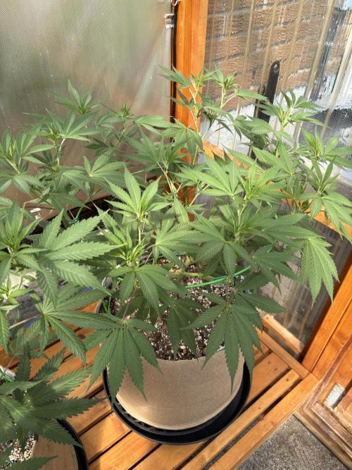 Blue Dynamite - Summer 2026. Week 14 - Blue Dynamite #1 - Day 98