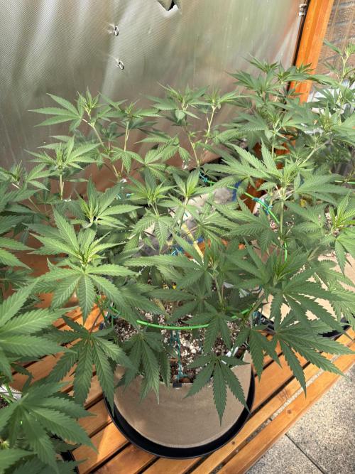 Blue Dynamite - Summer 2026. Week 14 - Blue Dynamite #2 - Day 98