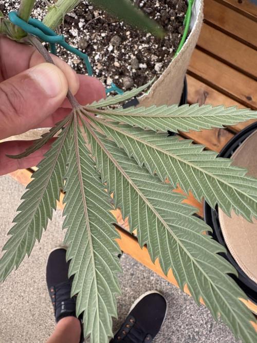 Blue Dynamite - Summer 2026. Week 14 - Blue Dynamite #2 - Day 98 - Underside of Leaf