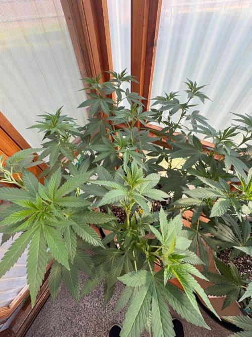 Purple Romulan - Summer 2026. Week 15 - Purple Romulan #1 - Day 99