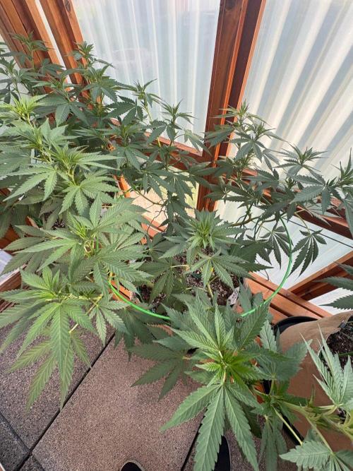 Purple Romulan - Summer 2026. Week 15 - Purple Romulan #2 - Day 99