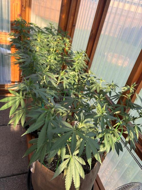 Purple Romulan - Summer 2026. Week 15 - Greenhouse Front Bench - Day 100
