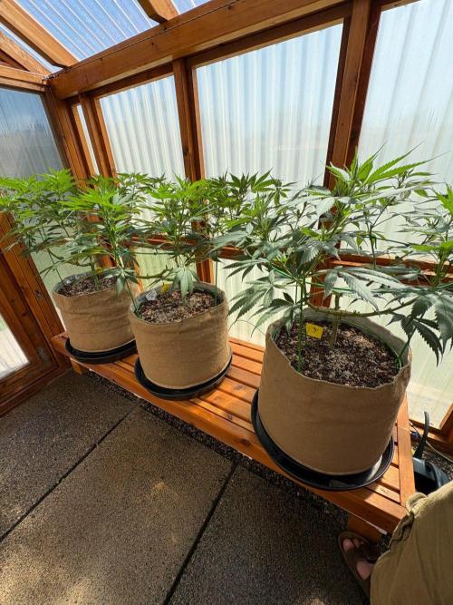Purple Romulan - Summer 2026. Week 15 - Greenhouse Front Bench - Day 100