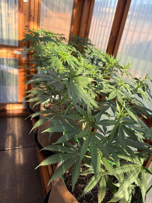 Purple Romulan - Summer 2026. Week 15 - Greenhouse Front Bench - Day 100