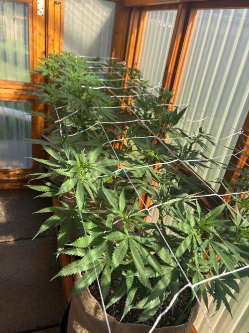 Purple Romulan - Summer 2026. Week 15 - Greenhouse Front Bench - Day 103