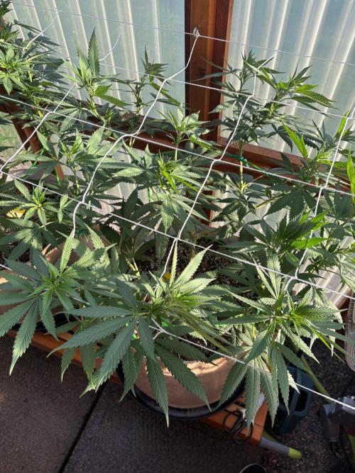 Purple Romulan - Summer 2026. Week 15 - Purple Romulan #2 - Day 103