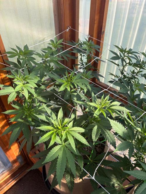 Purple Romulan - Summer 2026. Week 15 - Purple Romulan #1 - Day 103