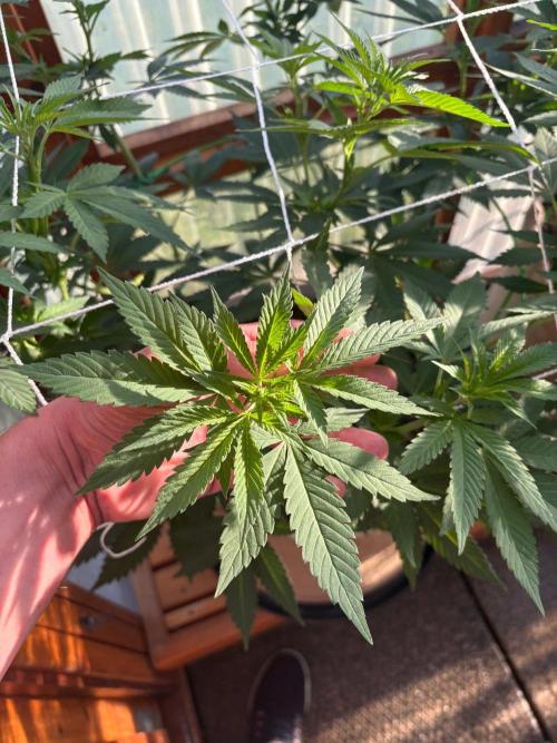 Purple Romulan - Summer 2026. Week 15 - Purple Romulan #1 - Day 103