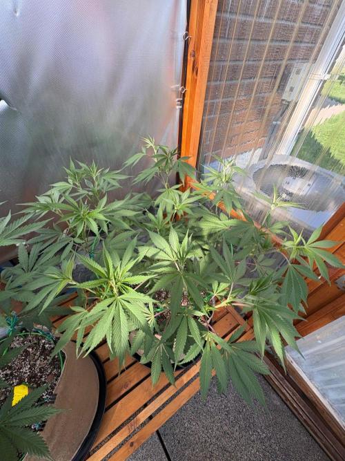 Blue Dynamite - Summer 2026. Week 15 - Blue Dynamite #1 - Day 99