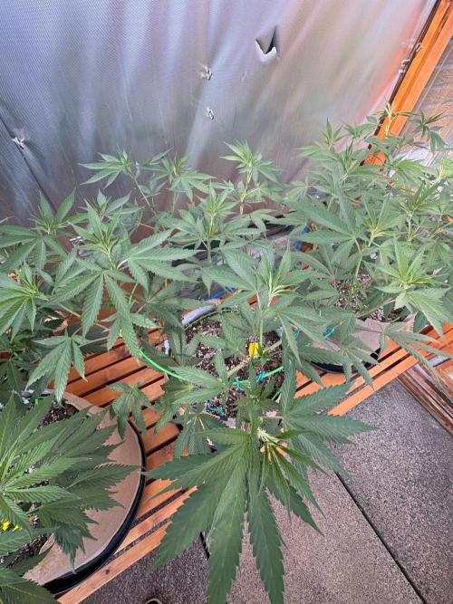 Blue Dynamite - Summer 2026. Week 15 - Blue Dynamite #2 - Day 99