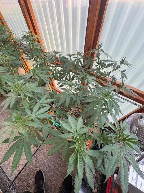Blue Dynamite - Summer 2026. Week 15 - Blue Dynamite #3 - Day 99