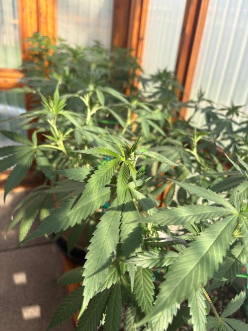 Blue Dynamite - Summer 2026. Week 15 - Greenhouse Front Bench - Day 99