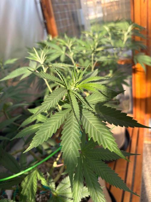 Blue Dynamite - Summer 2026. Week 15 - Greenhouse Back Bench - Day 99
