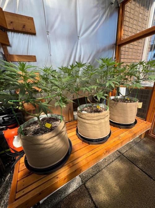 Blue Dynamite - Summer 2026. Week 15 - Greenhouse Back Bench - Day 100