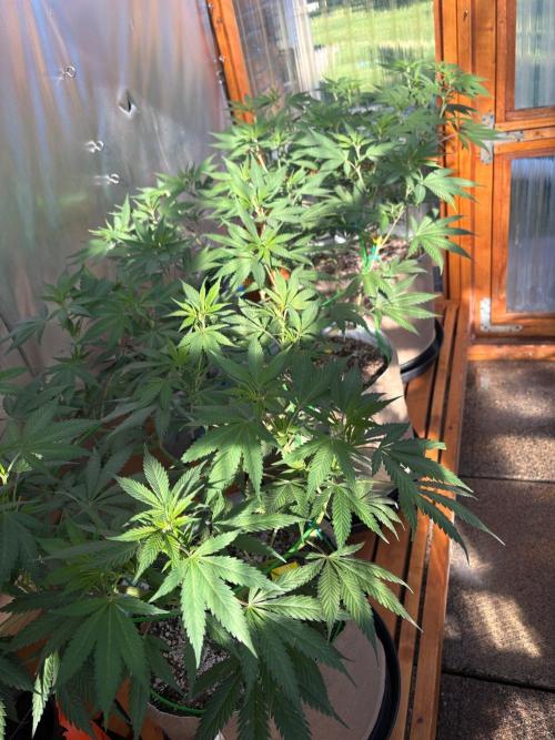 Blue Dynamite - Summer 2026. Week 15 - Greenhouse Back Bench - Day 100