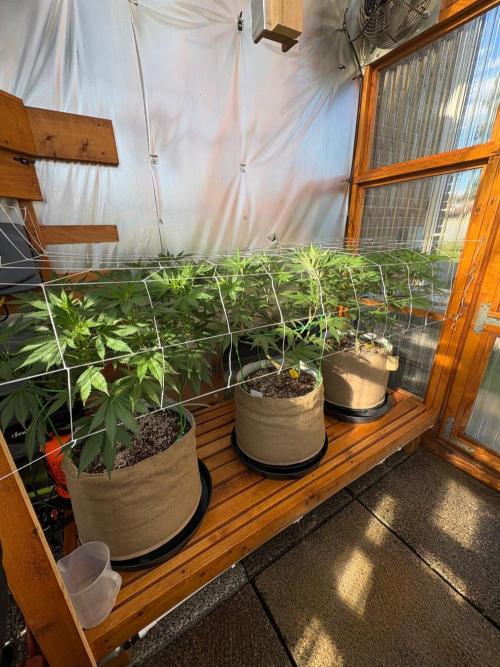 Blue Dynamite - Summer 2026. Week 15 - Greenhouse Back Bench - Day 103