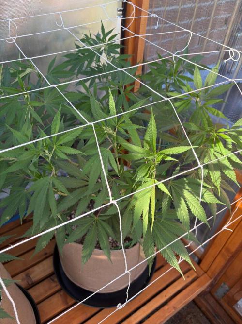 Blue Dynamite - Summer 2026. Week 15 - Blue Dynamite #1 - Day 103