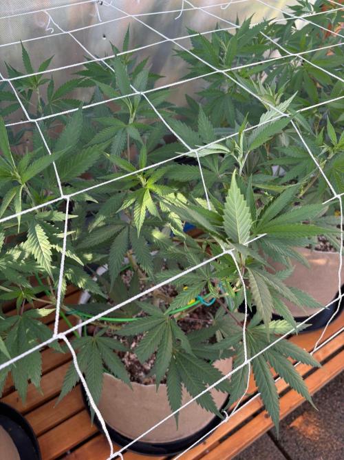 Blue Dynamite - Summer 2026. Week 15 - Blue Dynamite #2 - Day 103