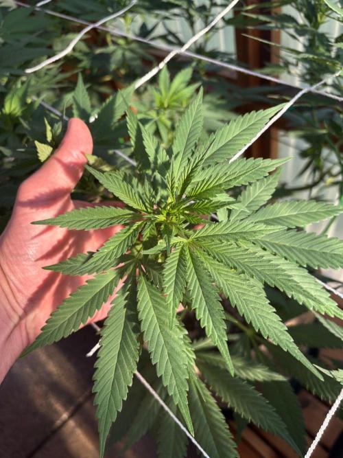 Blue Dynamite - Summer 2026. Week 15 - Blue Dynamite #3 - Day 103