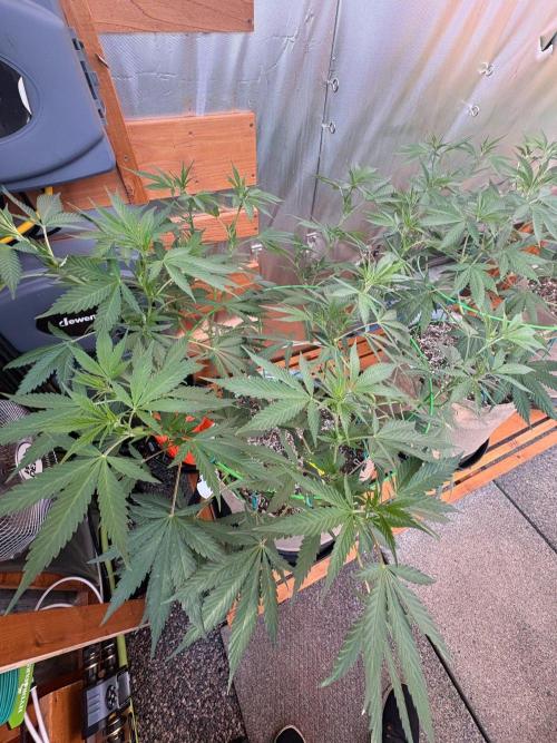 GrapeGod - Summer 2026. Week 15 - GrapeGod #1 - Day 99