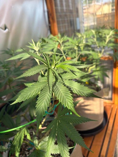 GrapeGod - Summer 2026. Week 15 - Greenhouse Back Bench - Day 100